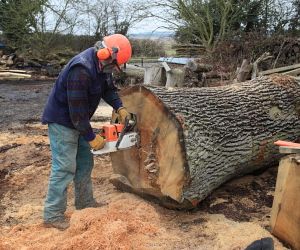 Splitting an Oak tree